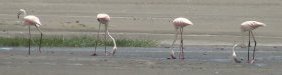 flamingo.JPG
